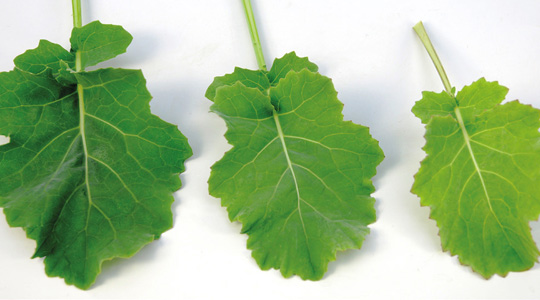 Lämmastiku tähtsus rapsikasvatuses