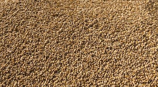 Odraterade suuruse ja kaalu suurendamine