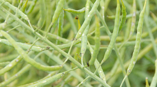 Rapsi saagikuse suurendamine