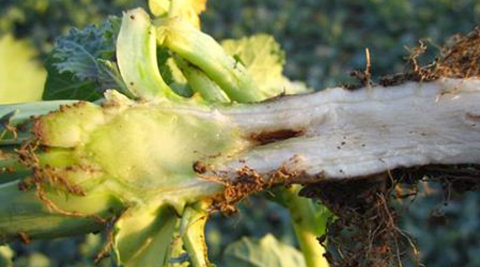 Boori tähtsus rapsikasvatuses