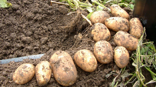 Kokkuvõte kartuli toitainete vajadusest