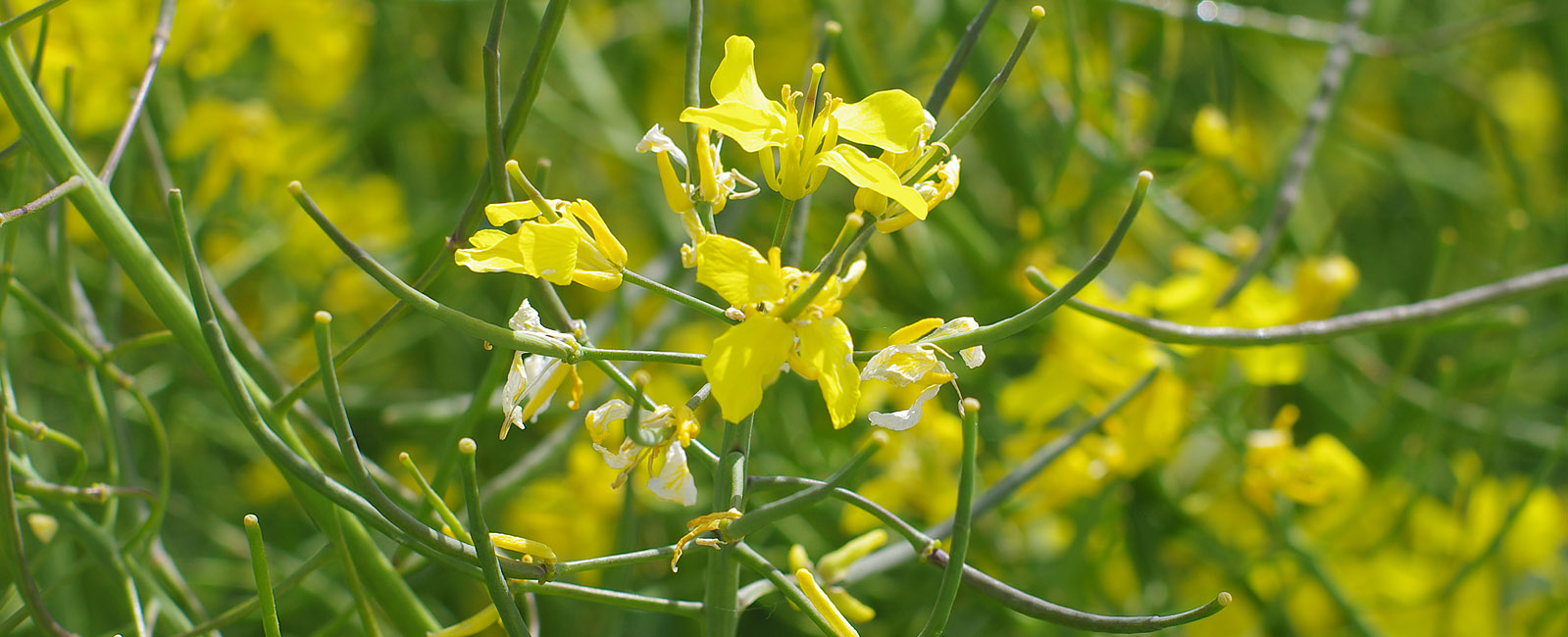 Magneesiumipuudus rapsil