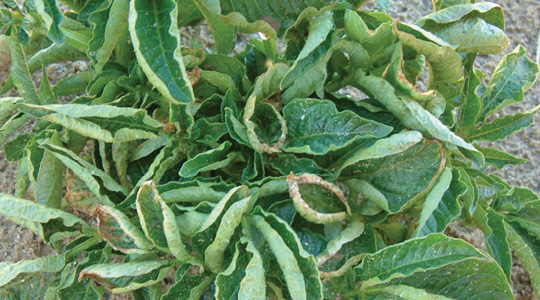 Vase tähtsus kartulikasvatuses