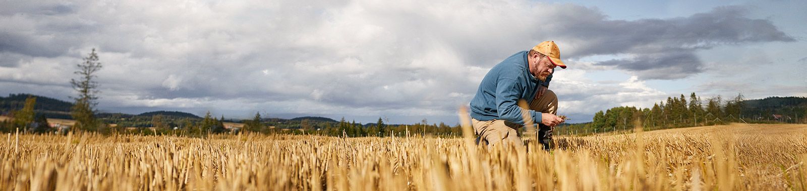 Farmer checking wheat in the field