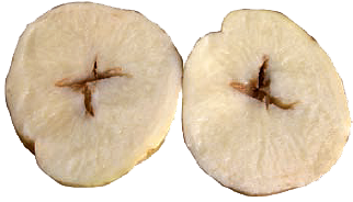 Tühimikud mugulates