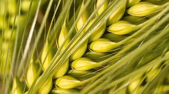 Terade arvu tõstmine viljapeades