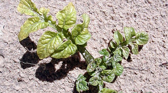 Molübdeeni tähtsus kartulikasvatuses
