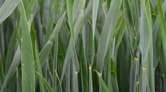 Toitainete roll nisu erinevates kasvufaasides