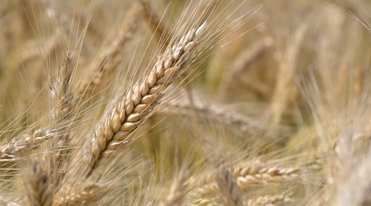 Saagi kvaliteeti mõjutavad tegurid