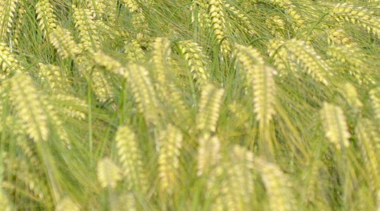 Peale maisi, riisi ja nisu on oder tootmismahult neljas teravili, mida toodetakse aastas 132 miljonit tonni. Odra tootmine maailmas kahekordistus ajavahemikul 1961-1979, jõudes 1991. aastal 170 miljoni tonniga oma kõrgpunkti.