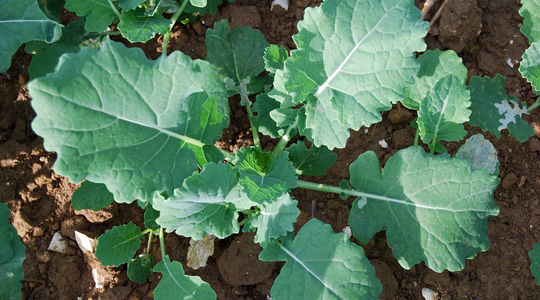 Rapsi areng – rohelise lehemassi indeks (GAI)