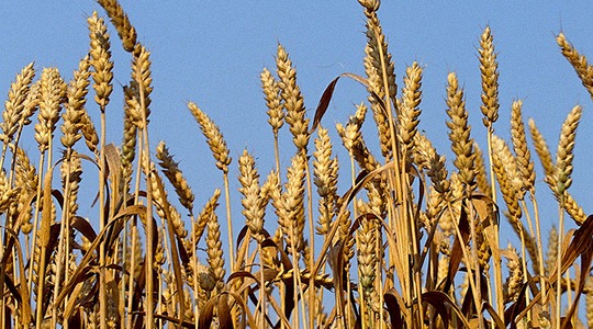 Terade arvu suurendamine viljapeas