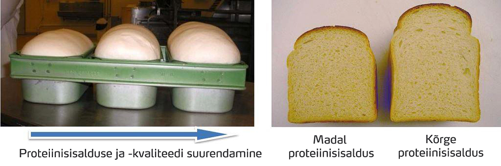 Nisu proteiinisisalduse ja selle kvaliteedi suurendamine
