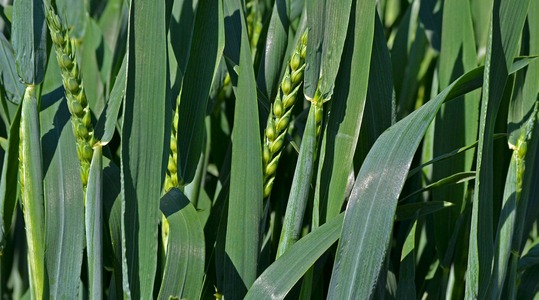 Lehemassi hoidmine rohelisena