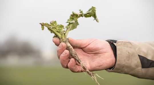 Umbrohud, kahjurid ja haigused