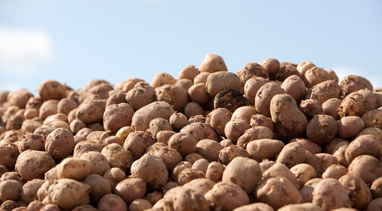 Väetamise mõju kartuli saagile