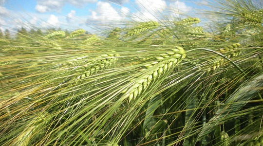 Odra 1000 tera massi mõjutavad tegurid