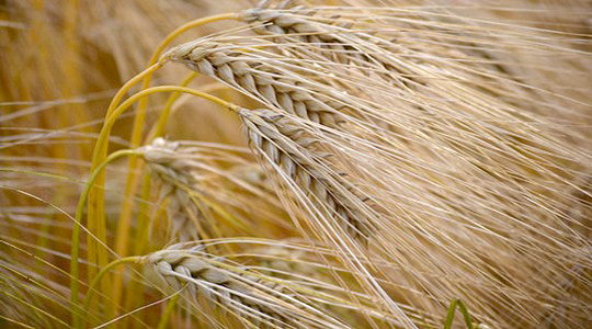 Odra klassifikatsioon