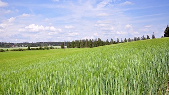  Odra rohelise lehemassi säilitamine