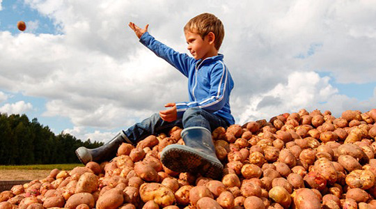 Kartulimugulate arvu suurendamine