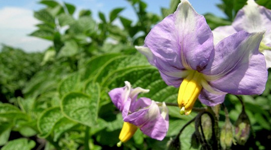 Magneesiumi tähtsus kartulikasvatuses