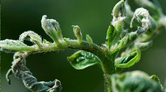 Kaltsiumi tähtsus kartulikasvatuses