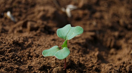 Rapsi toitainete omastamine